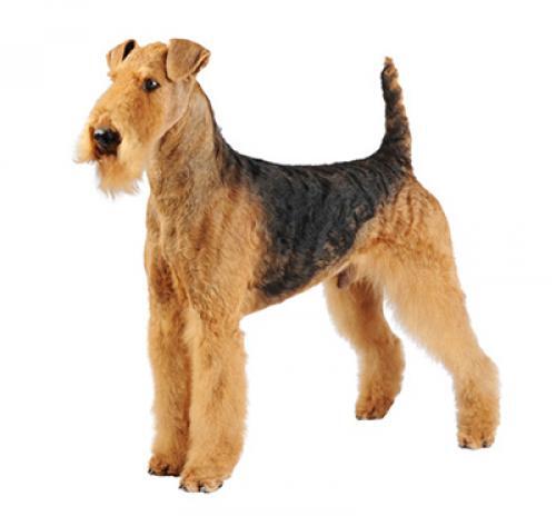 Airedale Terrier