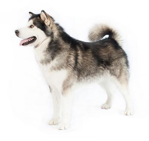 Alaskan Malamute