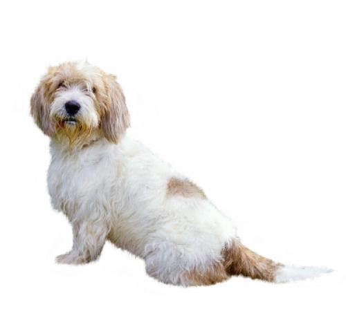 Basset Griffon Vendeen Petit Dog Breed Information Purina