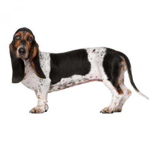 Basset Hound