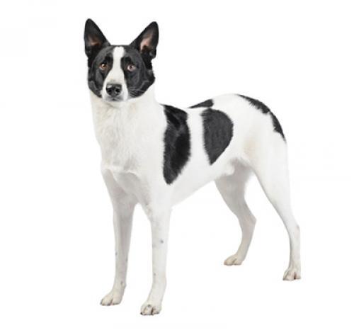 Canaan Dog Dog Breed Information Purina 6) anerkannte hunderasse aus israel. canaan dog dog breed information purina