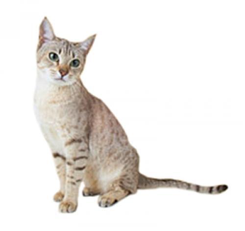 Australian Mist Cat Breed Information Purina