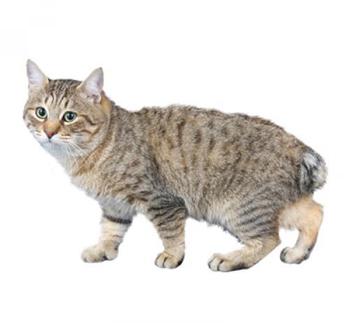 Japanese Bobtail (Long Hair)