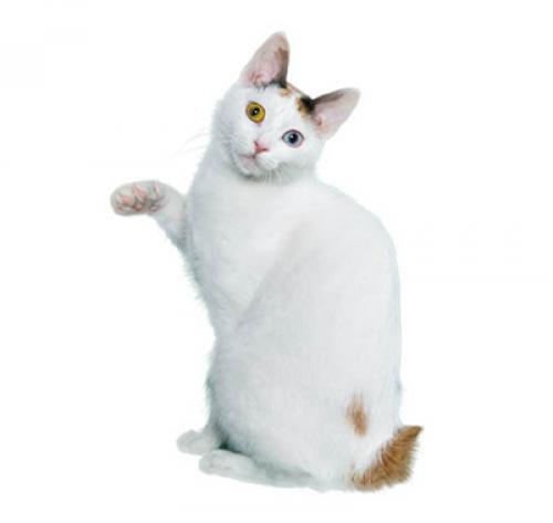 Japanese Bobtail (Short Hair)