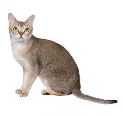 Singapura Singapura