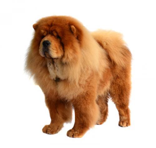 Chow Chow