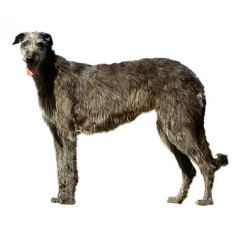 Deerhound