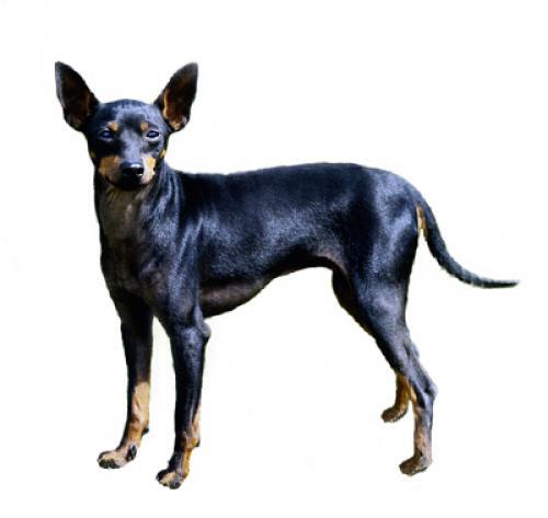 English Toy Terrier (Black & Tan)