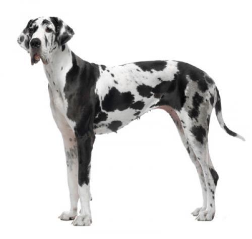 Great Dane