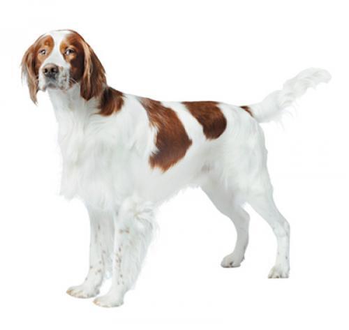 Irish Red and White Setter