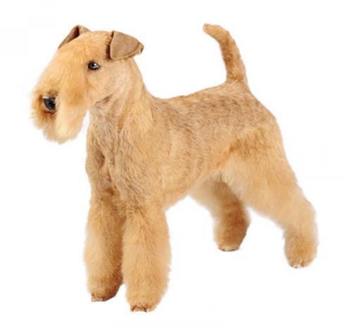 Lakeland Terrier