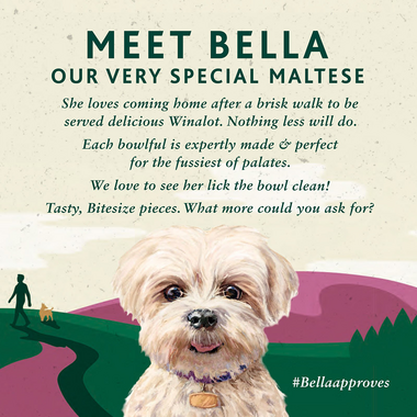 Meet Bella our very special maltese