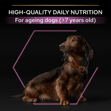 High-quality daily nutrition for ageing dogs (>7 years old)
