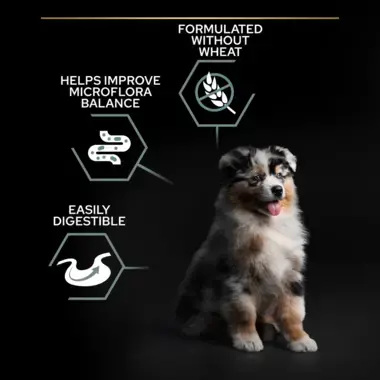Easily digestible puppy food sale