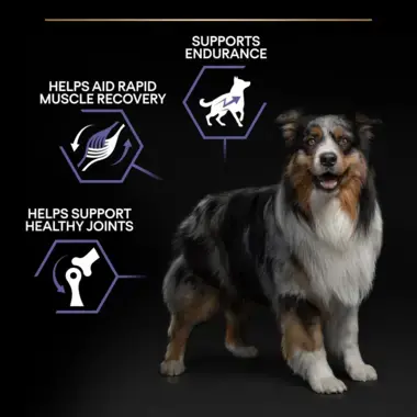 Supports endurance, aids rapid muscle recovery, supports healthy joints
