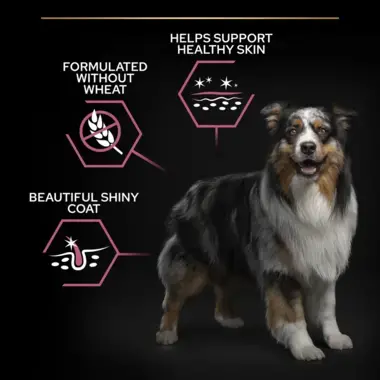 Helps support healthy skin, without wheat, beautiful shiny coat