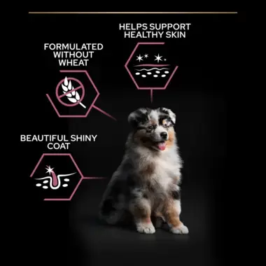 Supports healthy skin, without wheat, shiny coat