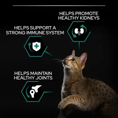 PRO PLAN Renal Plus Chicken Dry Cat Food