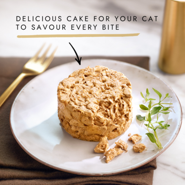 Delicious cake for your cat to savour every bite