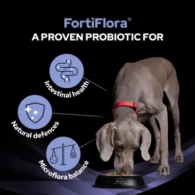 Pro plan veterinary diets fortiflora canine probiotic shop