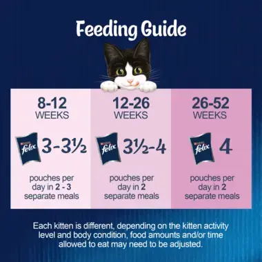 Feeding guide for kittens