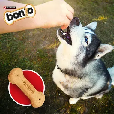 Huskey looking up to receive a bonio