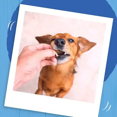 Dog eating a Bakers Allsorts treat