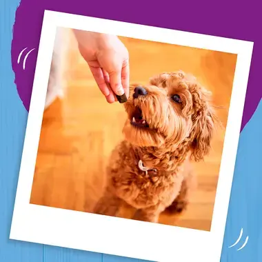 Dog being given a Bakers bite treat