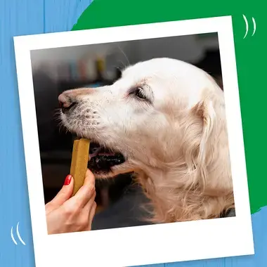 Dog being given a Bakers Join Delicious