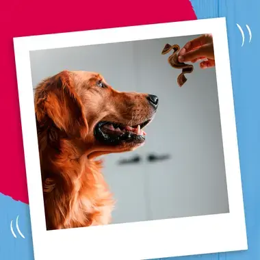 Dog being given a Baker Sizzler treat