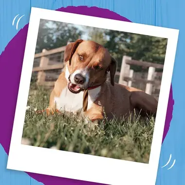 Dog chewing a meaty twist