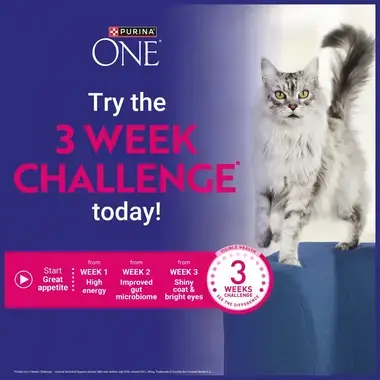 Try the 3 week challenge today