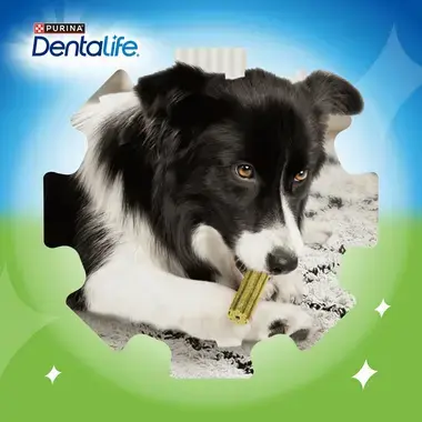 Dentalife dog eating an Activfresh chew