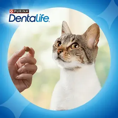 Dentalife cat being shown a kibble