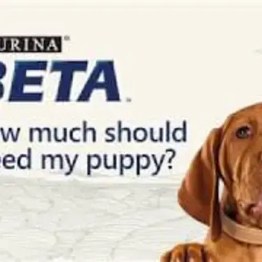 Beta puppy food feeding guide hotsell