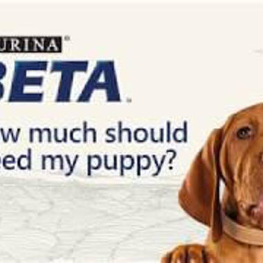 Growing Pup Presents - BETA