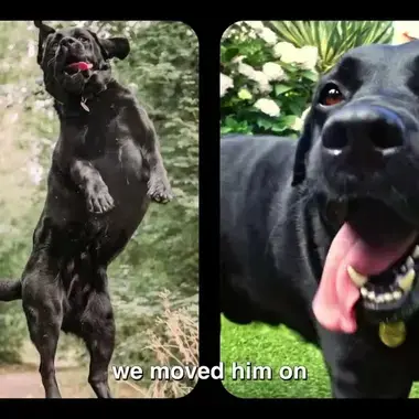 YouTube | Hear Bruno's Pro Plan's story!