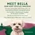 Meet Bella our very special maltese