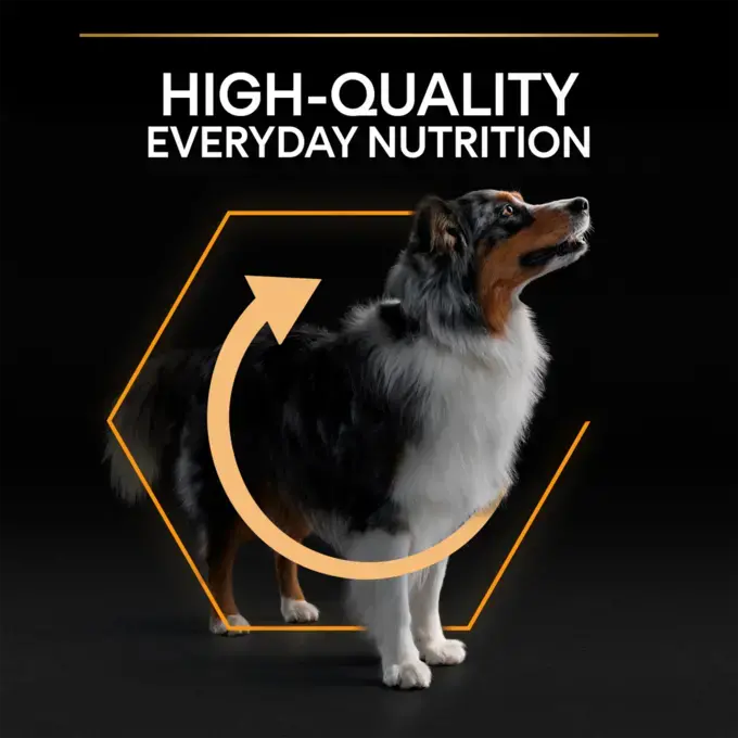 Purina medium adult top