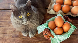 Chicken eggs in a brown basket near a gray cat, on a wooden table