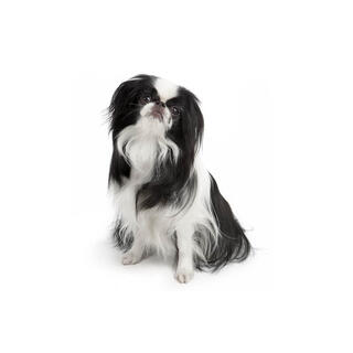 Japanese Chin