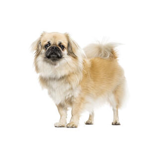 Tibetan Spaniel