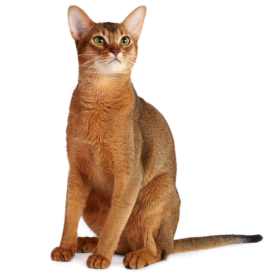 Cat Breed Information and Photos