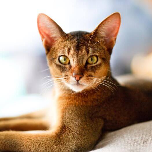 Abyssinian Cat Breed