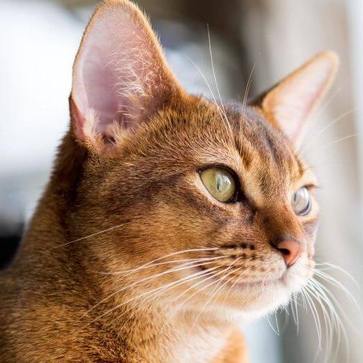 Abyssinian Cat Breed