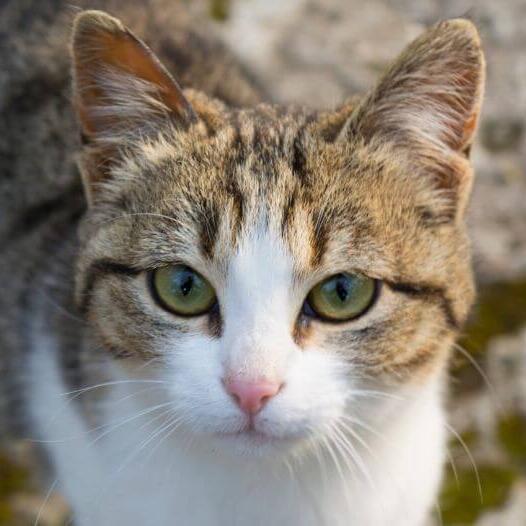 American Wirehair Cat Breed