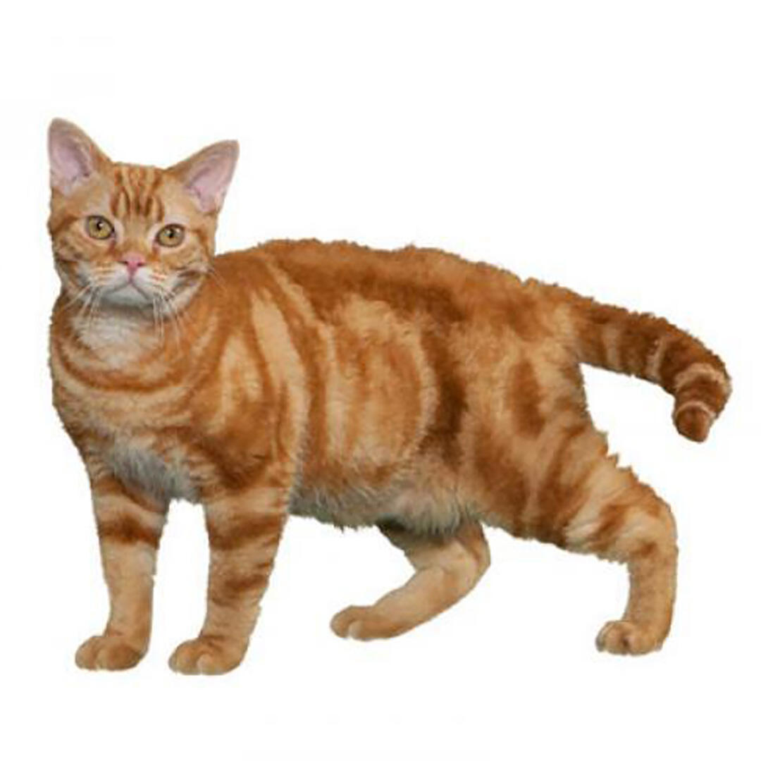 American Wirehair Cat Breed