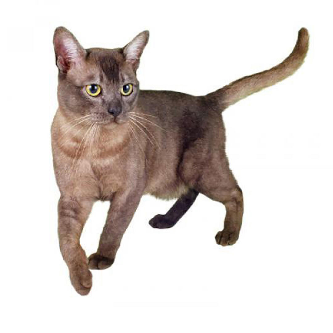 Asian Cat Breed