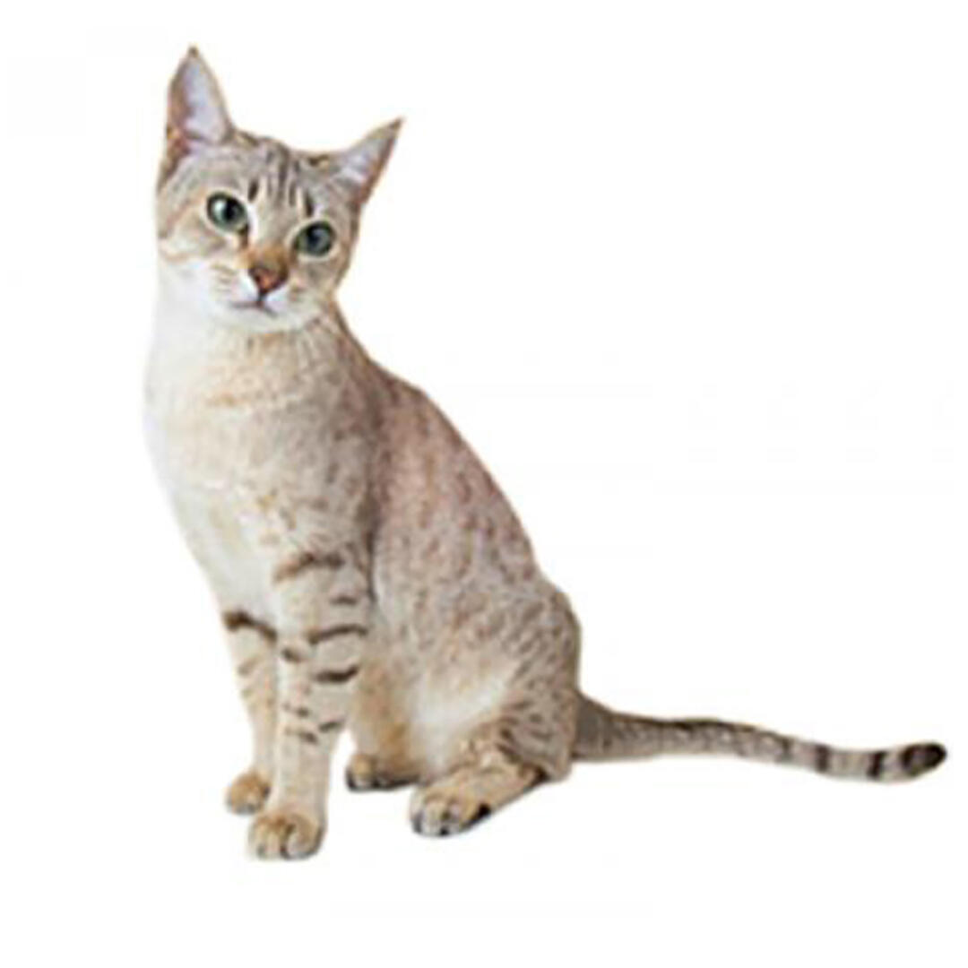 Australian Mist Cat Breed