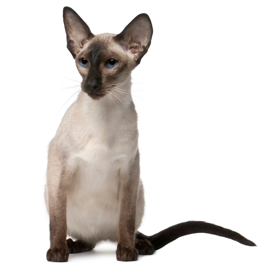 Balinese Cat Breed